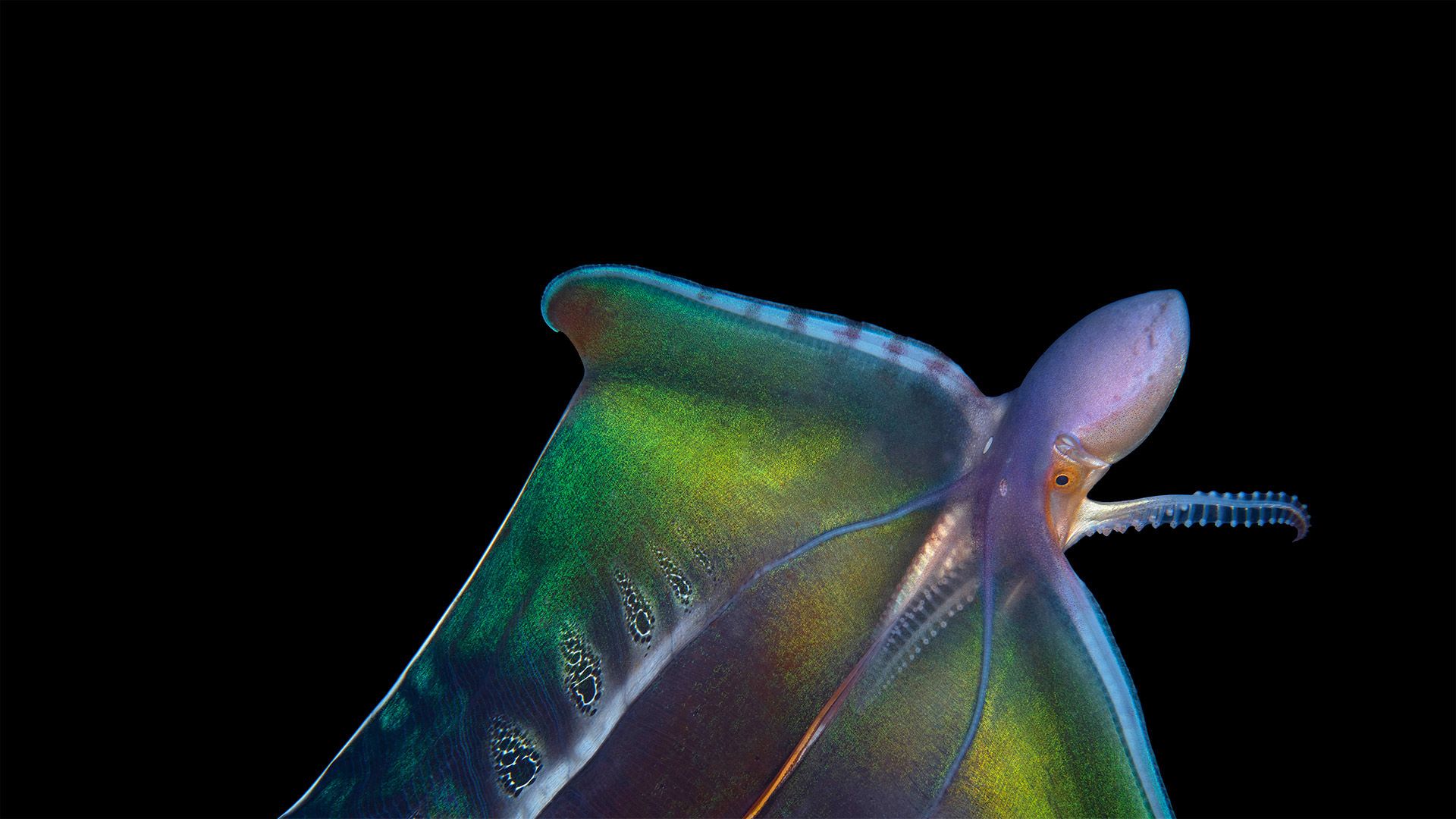 Blanket octopus in Palm Beach, Florida