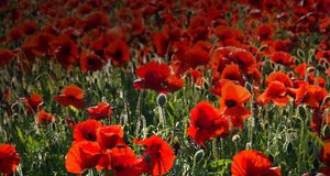 Common Poppies on the South Downs near Brighton, West Sussex, England -- Peter Lewis/age fotostock &copy; (Bing Canada)