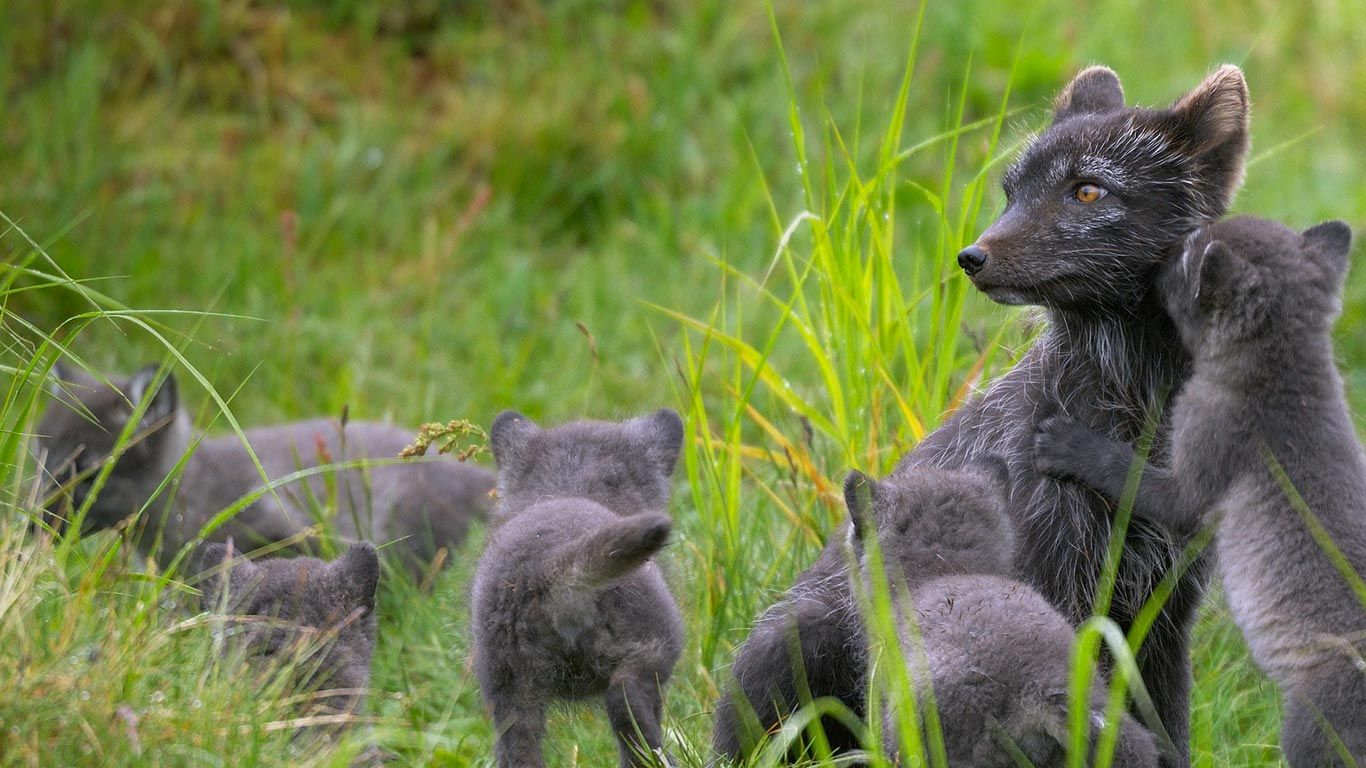 Arctic fox family, Swedish Lapland
