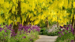 盛开的金链花树和紫色葱属植物，加拿大温哥华范度森植物园 (© Greg Vaughn/Alamy)(Bing China)