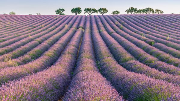Lavender rows, Plateau de Valensole, Provence, France