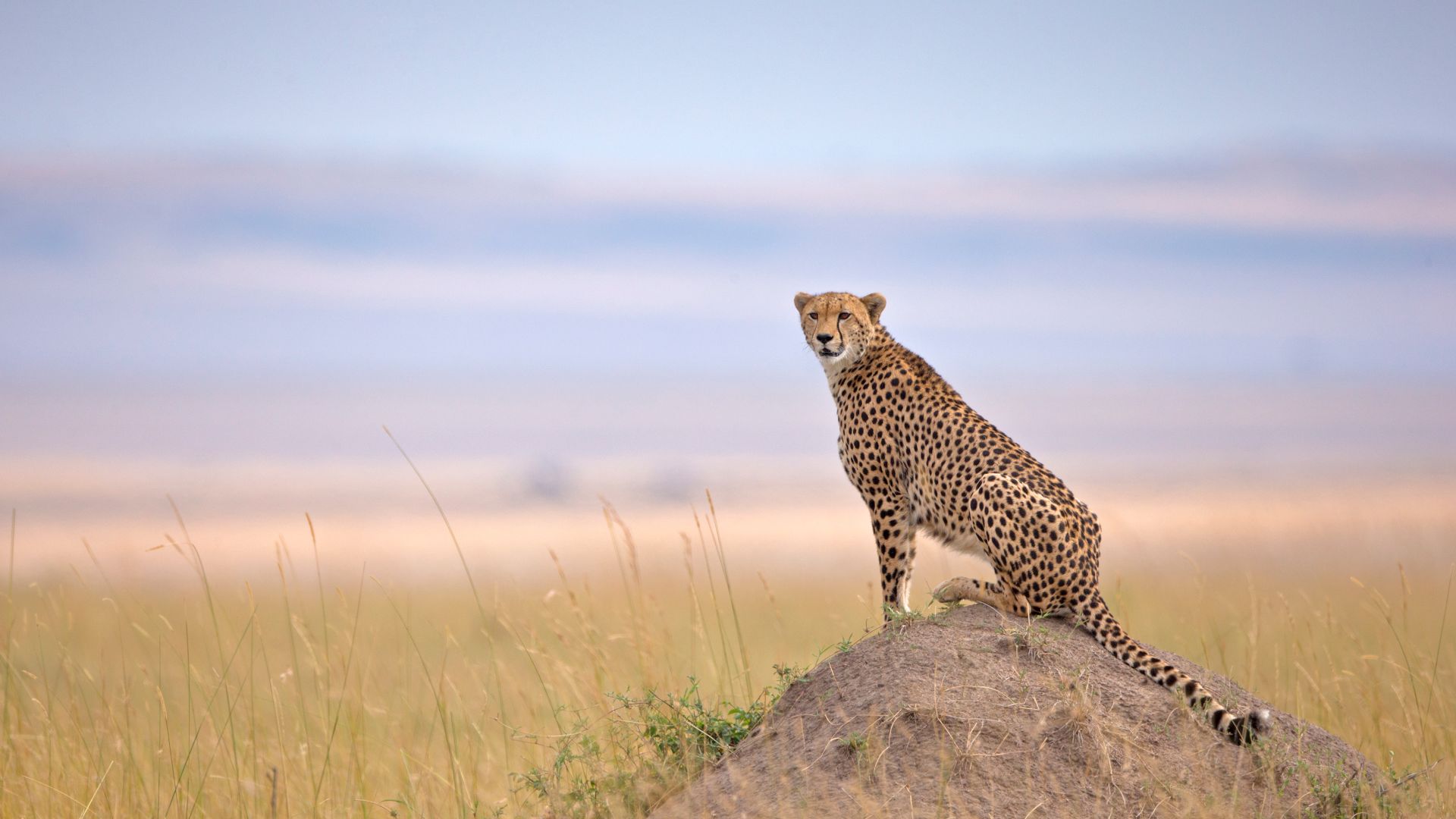 Ghepardo nella Riserva Nazionale Masai Mara, Narok, Kenya