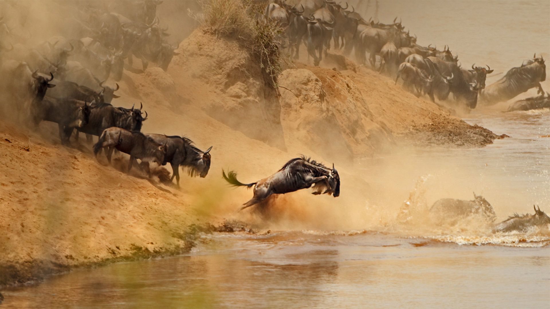 Harde de gnous traversant la rivière Mara entre le Kenya et la Tanzanie