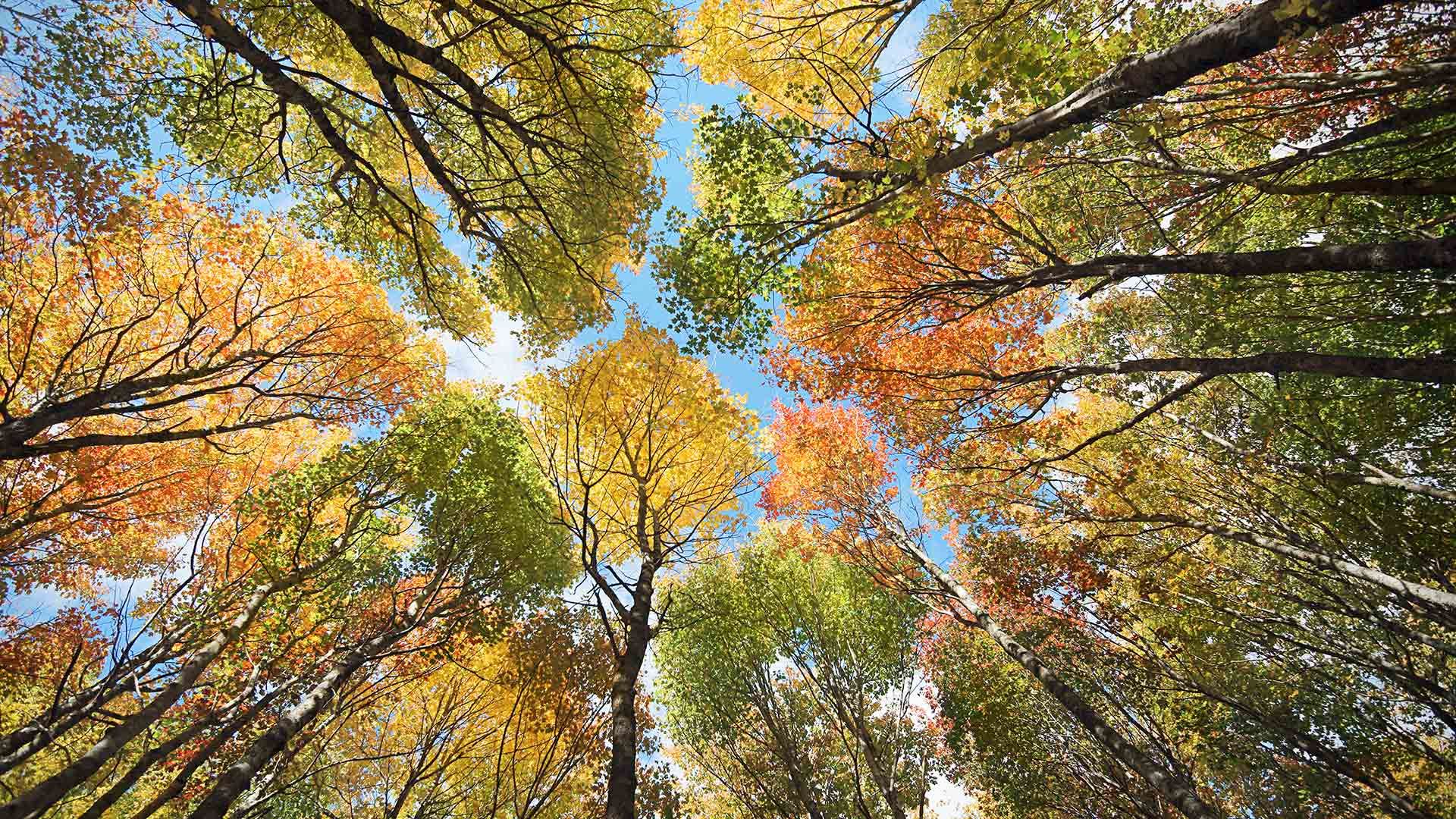 A canopy of trees in a forest in Prince Edward Island