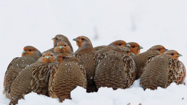 Eine Schar Rebhühner kuschelt sich im Schnee zusammen, um sich zu wärmen