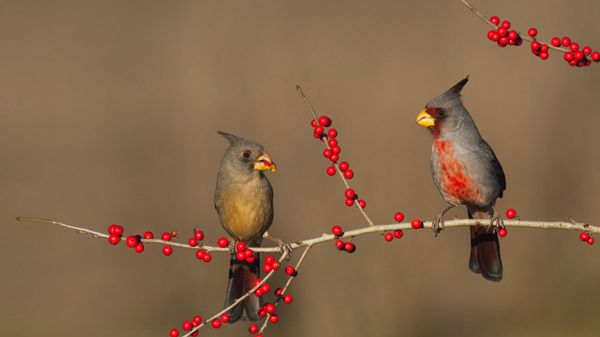 Desert cardinals eating possumhaw holly berries in Starr County, Texas