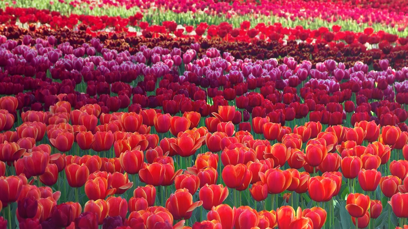 Tulips at the Floriade flower festival in Canberra, Australia