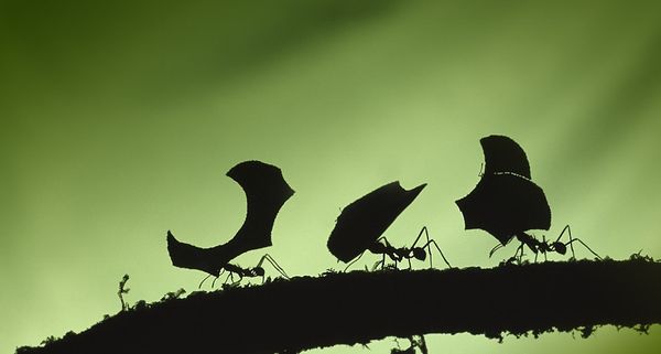 Leafcutter ants carrying leaves. Braulio Carrillo National Park., Costa Rica