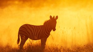 Plains zebra foal in Etosha National Park, Namibia (© Sharon Heald/Nature Picture Library)(Bing United States)