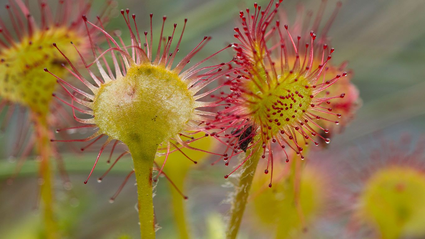 Common sundew (Drosera rotundifolia)