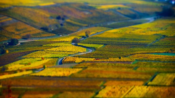 Vue aérienne de champs géométriques de raisin, vignoble en Alsace