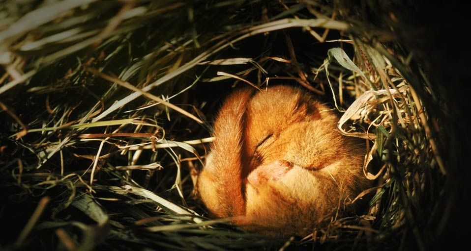 Dormouse