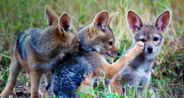 PawFaceTrio
