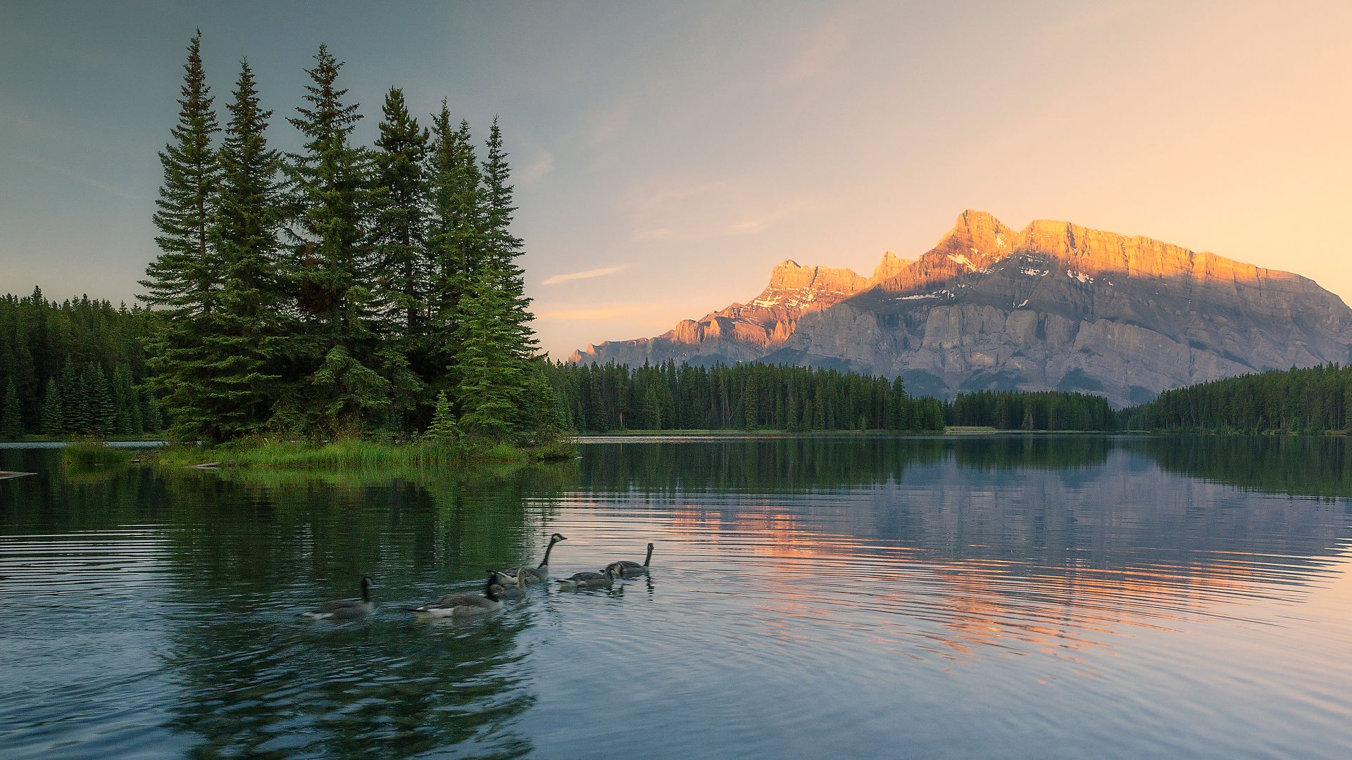 A family of Canadian geese swimming in a lake in Banff National Park, Alberta