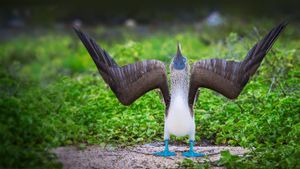 Blue-footed booby during a courtship display in the Galápagos Islands, Ecuador (© Scott Davis/Tandem Stock)(Bing New Zealand)