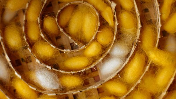 Silkworm cocoons at a weaving center in Luang Prabang, Laos