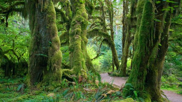 Sentiero Hall of Mosses nella foresta pluviale di Hoh, Parco Nazionale Olimpico, Washington