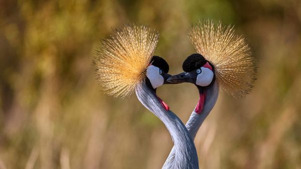 Grey crowned cranes forming a heart shape