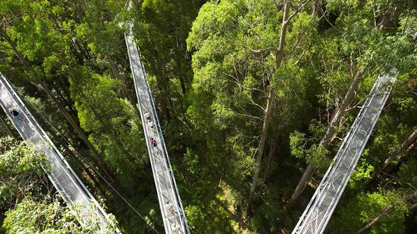Otway Fly Treetop Walkways, Weeaproinah, Victoria, Australia