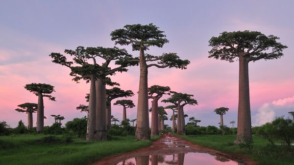 Grandidier\'s baobab forest near Morondava, Madagascar