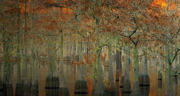 CypressTrees