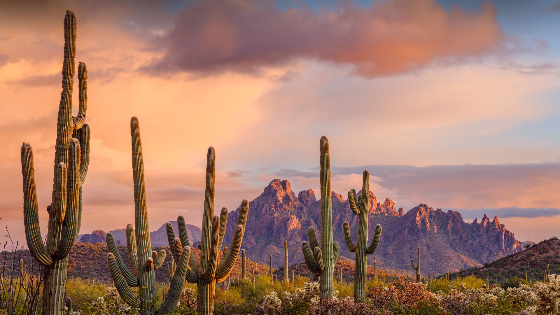 Saguaro cacti, Ironwood National Monument, Arizona