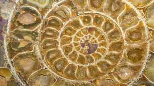 Ammonite Fossil (© backgrounder/Alamy)(Bing Canada)