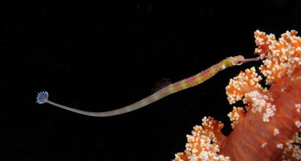 Pipefish