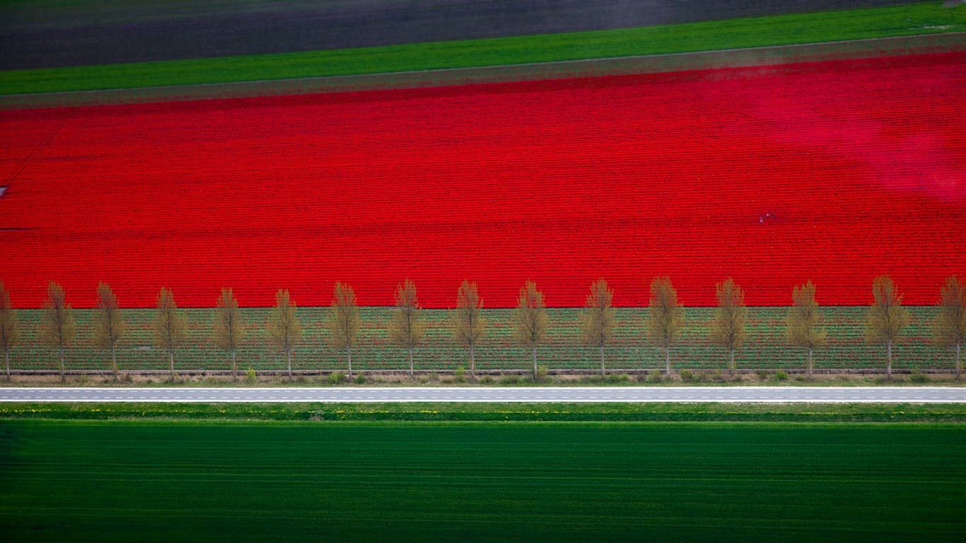 Tulip fields in Noordoostpolder, Netherlands