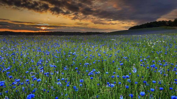 Champs de bleuets au coucher du soleil à Sellin, île de Rügen, Allemagne