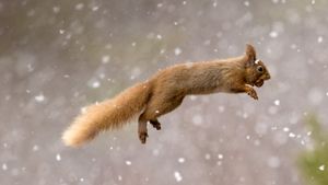 Eurasian red squirrel, Scotland (© Jules Cox/Minden Pictures)(Bing United States)
