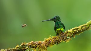 Empress brilliant hummingbird and a bee in Colombia (© Jiri Hrebicek/Alamy)(Bing United States)