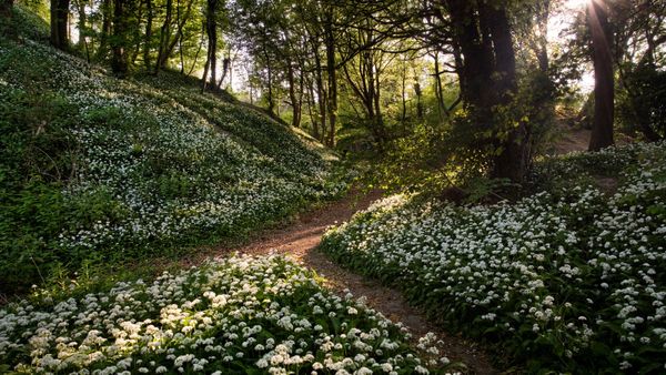 Wild garlic, Greatwood Copse, Isle of Wight, England