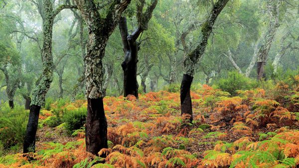 Cork trees in Los Alcornocales Natural Park, Spain