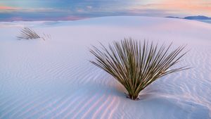 ホワイトサンズ国立公園, 米国 ニューメキシコ州 (© Francesco Carucci/Getty Images)(Bing Japan)