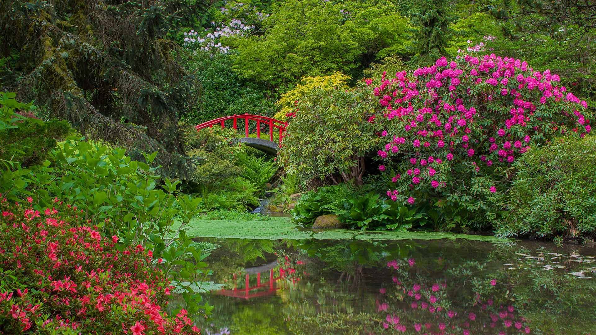 Rhododendrons and azaleas blooming around Moon Bridge, Kubota Garden, Seattle, Washington