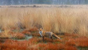 Red fox in the Netherlands (© Wim Weenink/Minden Pictures)(Bing Australia)