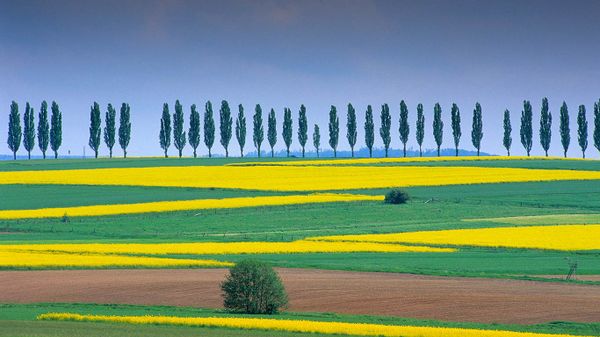 Rapsfelder bei Duderstadt, Eichsfeld, Niedersachsen, Deutschland