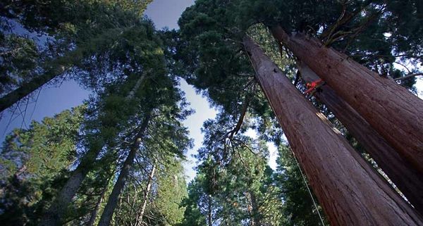 ｢セコイアの木｣カリフォルニア