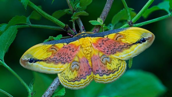 A Loepa oberthuri moth