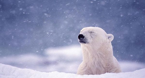 PolarBearCA