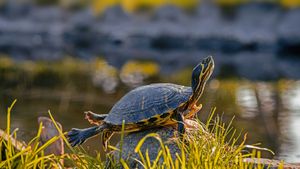 一只雄性黄腹彩龟 (© Marko Markovic Photography/Shutterstock)(Bing China)