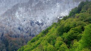 Muniellos Nature Reserve in Asturias, Spain (© Andres M. Dominguez/Minden Pictures)(Bing United States)
