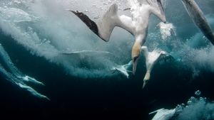 魚を狙うシロカツオドリ, スコットランド (© Richard Shucksmith/Minden Pictures)(Bing Japan)