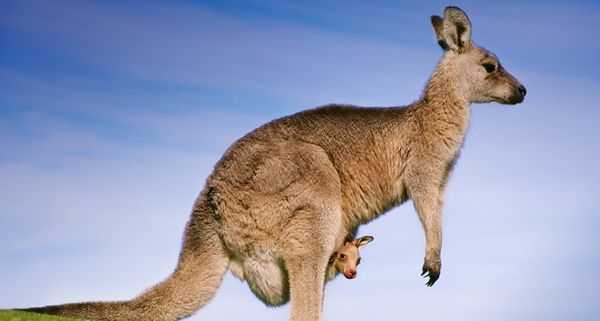 Eastern gray kangaroo mother carrying joey in pouch, in Australia