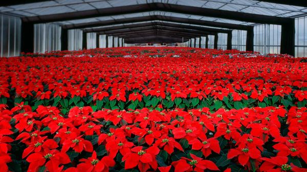 Poinsettia flowers cultivation in greenhouse