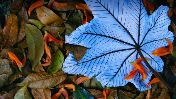 Foglia di cecropia adagiata su petali di artiglio di aragosta, Messico
