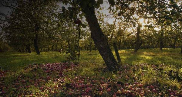 AppleOrchard