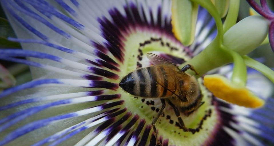 PassionBee