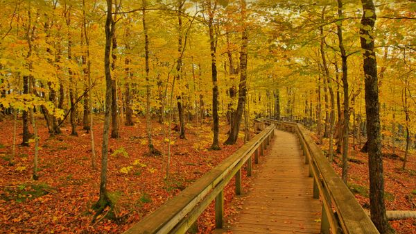 Escarpment Trail, Porcupine Mountains Wilderness State Park, Michigan, USA
